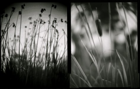 cattails.jpg