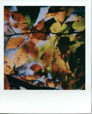 fall_colors1_Upload_s.jpg