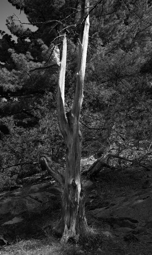 _DSC4282 Tree M2 S55mm f1.8 iso 400 100s at f8.jpg