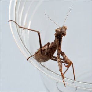 11-15-23-mantis-1.jpg 11-15-23-mantis-1.jpg