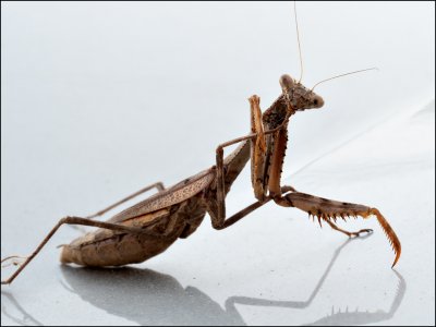 11-15-23-mantis-2.jpg 11-15-23-mantis-2.jpg