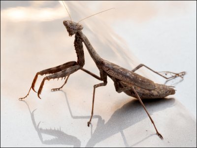 11-15-23-mantis-3.jpg 11-15-23-mantis-3.jpg
