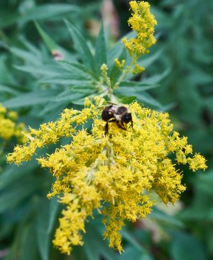 _DSC4238 Bumble Bee.jpg