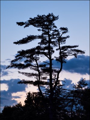 5-31-23-tree-1.jpg 5-31-23-tree-1.jpg