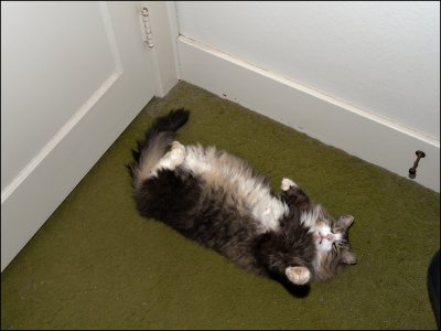 12-5-23-sneakysleeping2.jpg 12-5-23-sneakysleeping2.jpg