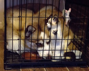 2015-05-21 Caged A7II Summaron 35-35 A03 8x10.jpg