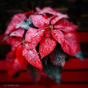 Flocked Christmas Poinsettia 3 2020 FINAL 8x8.jpeg Flocked Christmas Poinsettia 3 2020 FINAL 8x8.jpeg