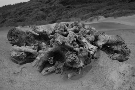 Root burl, Oregon coast-3730.jpg
