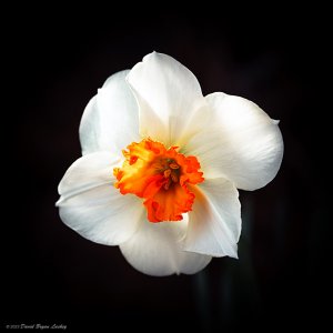 White Daffodil Single by Leica S 2023.jpeg White Daffodil Single by Leica S 2023.jpeg