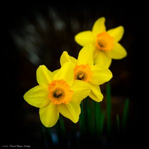 Triple Yellow Daffodil by Leica S 2023.jpeg