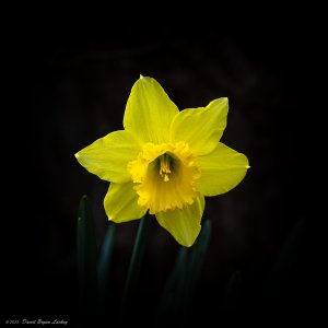 Yellow Jonquil by Leica S 2022.jpeg