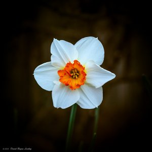 Yellow Orange Jonquil by Leica S 2022.jpeg