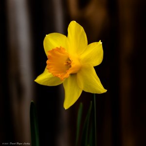 Solo Yellow Daffodil by Leica S 2022.jpeg