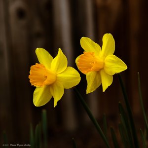  Double Yellow Daffodil by Leica S 2023.jpeg