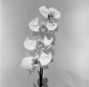 Orchid BW.jpg