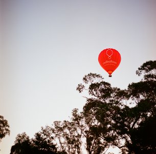 Balloon above tree.jpg