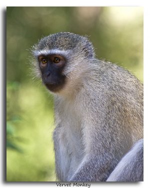 2010 04 18 Vervet Monkey.jpg