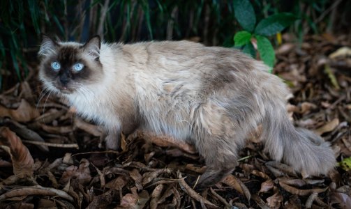 _blue_eye_coon.jpg