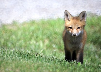fox16 crop_1000.jpg