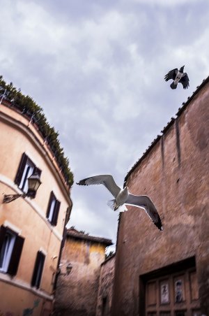 Gull20.jpg
